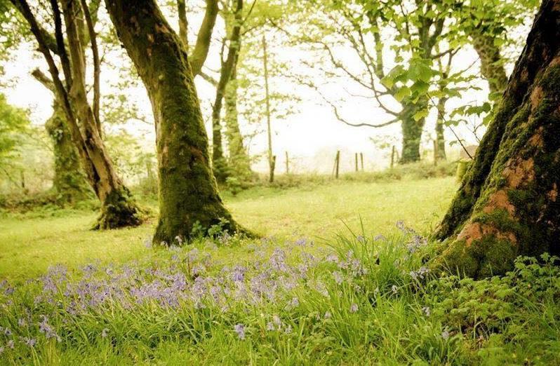 Gellifawr Woodland Retreat Hotel Pontfaen Exterior foto